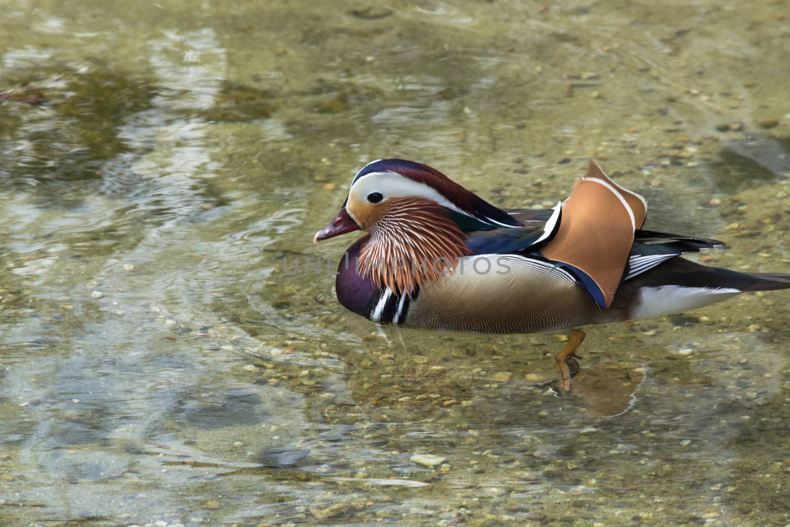 Mandarin ducks on a pond by JFsPic