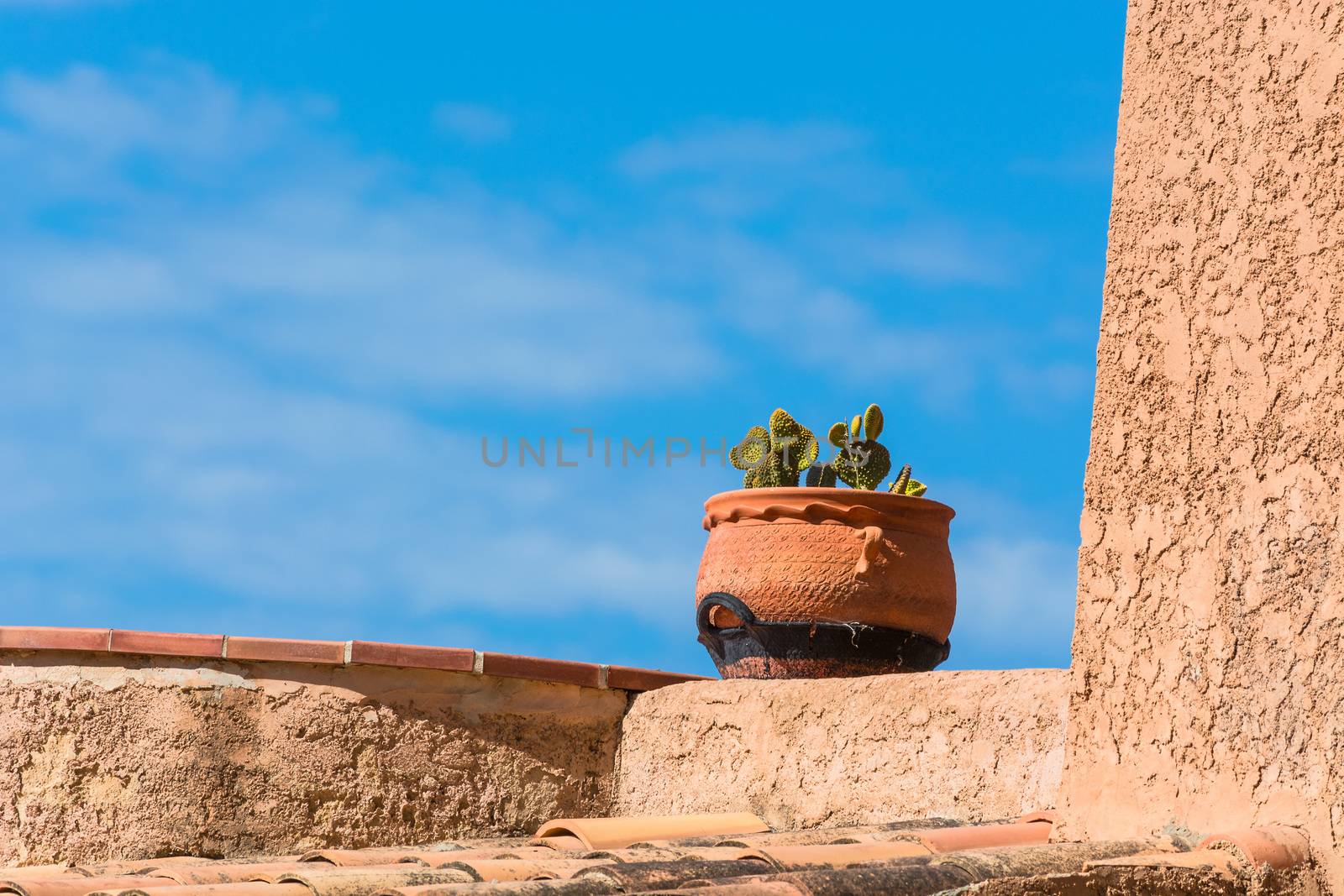 Flowerpot from clay planted with a spiny cactus