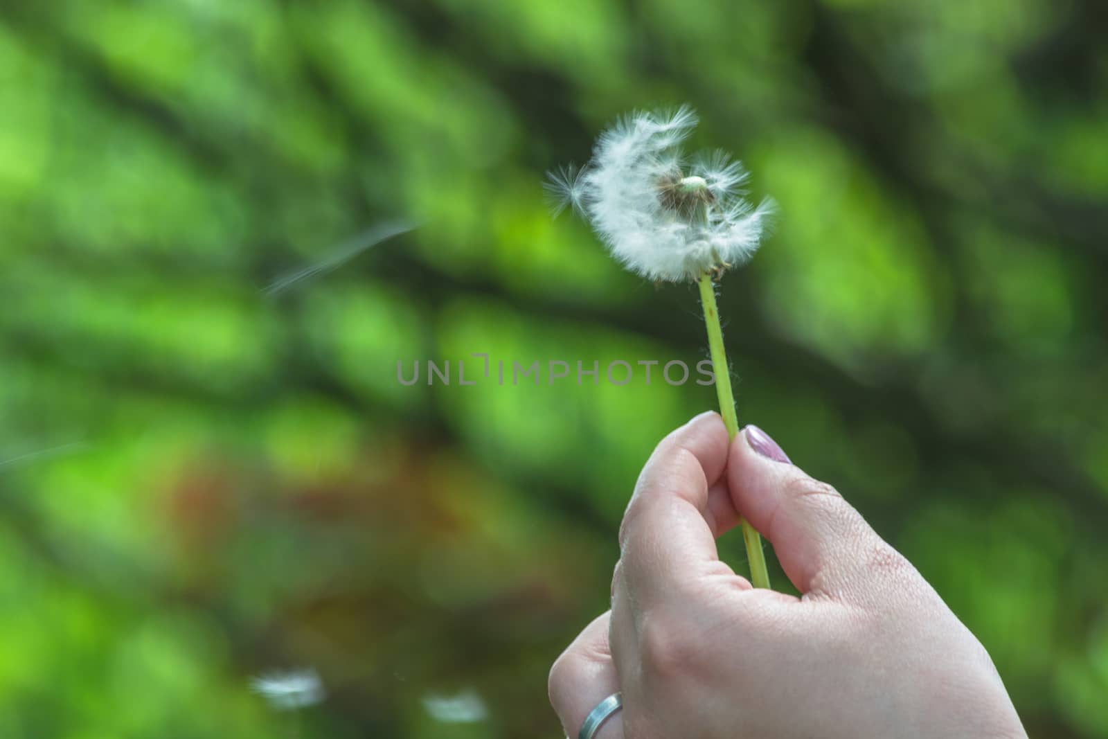 Gloseup of dandelion in a hand against green background.