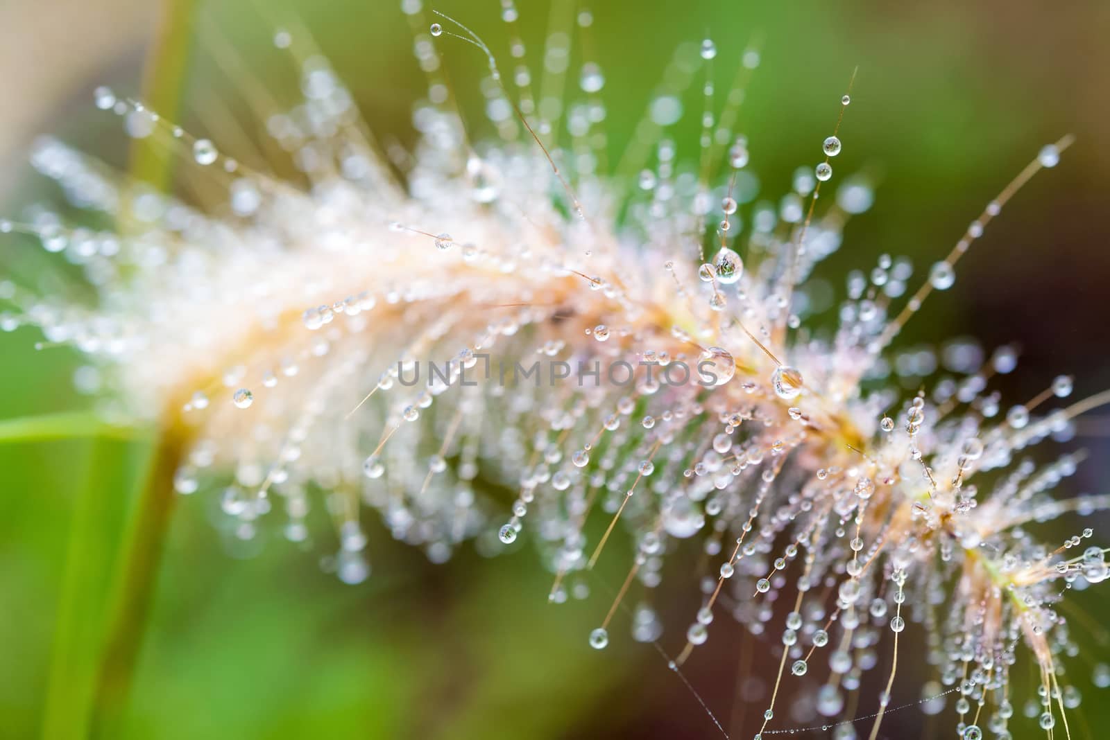 little dew drops on grass flowers make a little bokeh on natural background