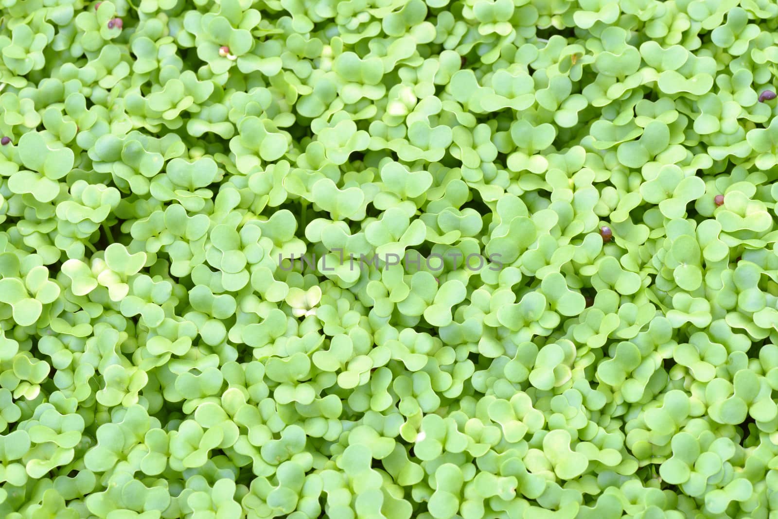 Young green seedlings growing in breeding tray. Top view