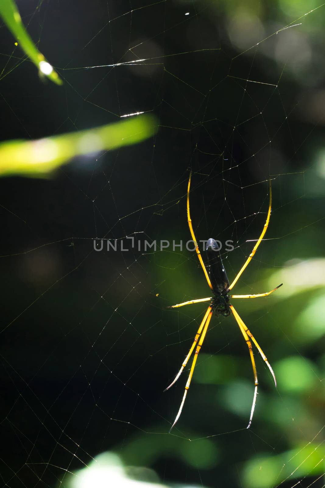 Black spider hang on cobweb