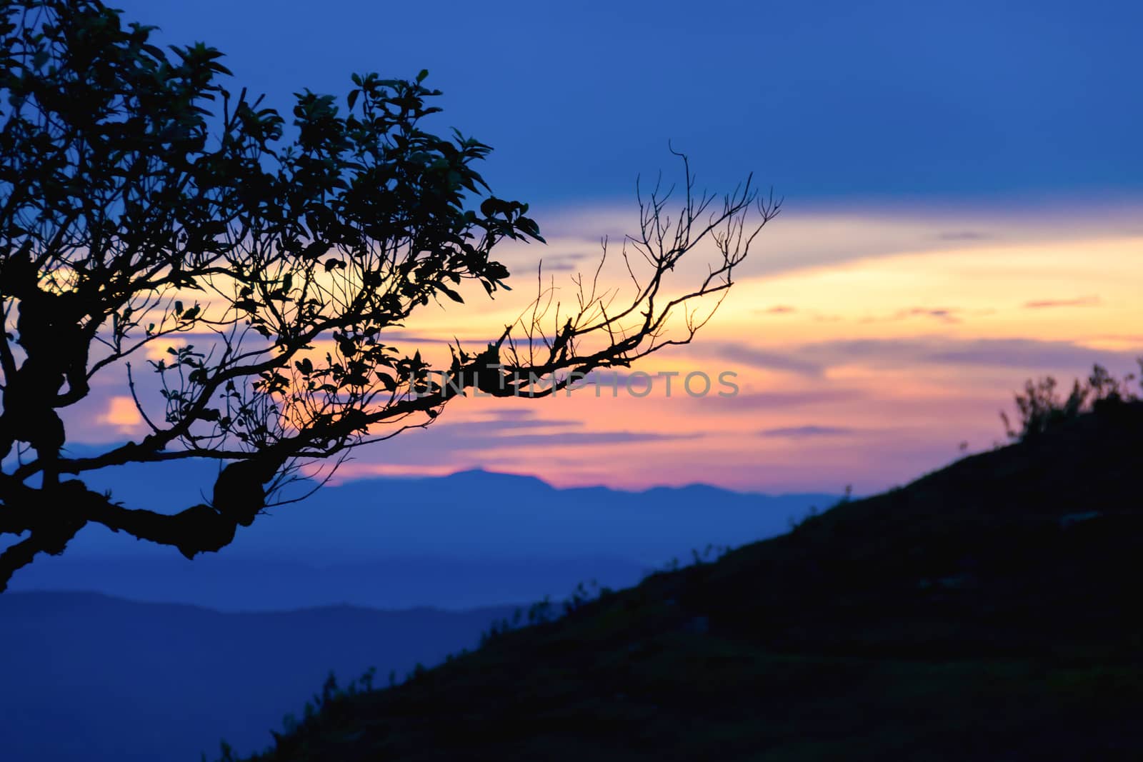 Sunset with silhouette tree on high mountain by hkt83000