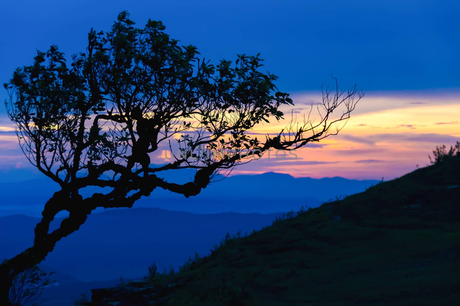 Sunset with silhouette tree on high mountain by hkt83000