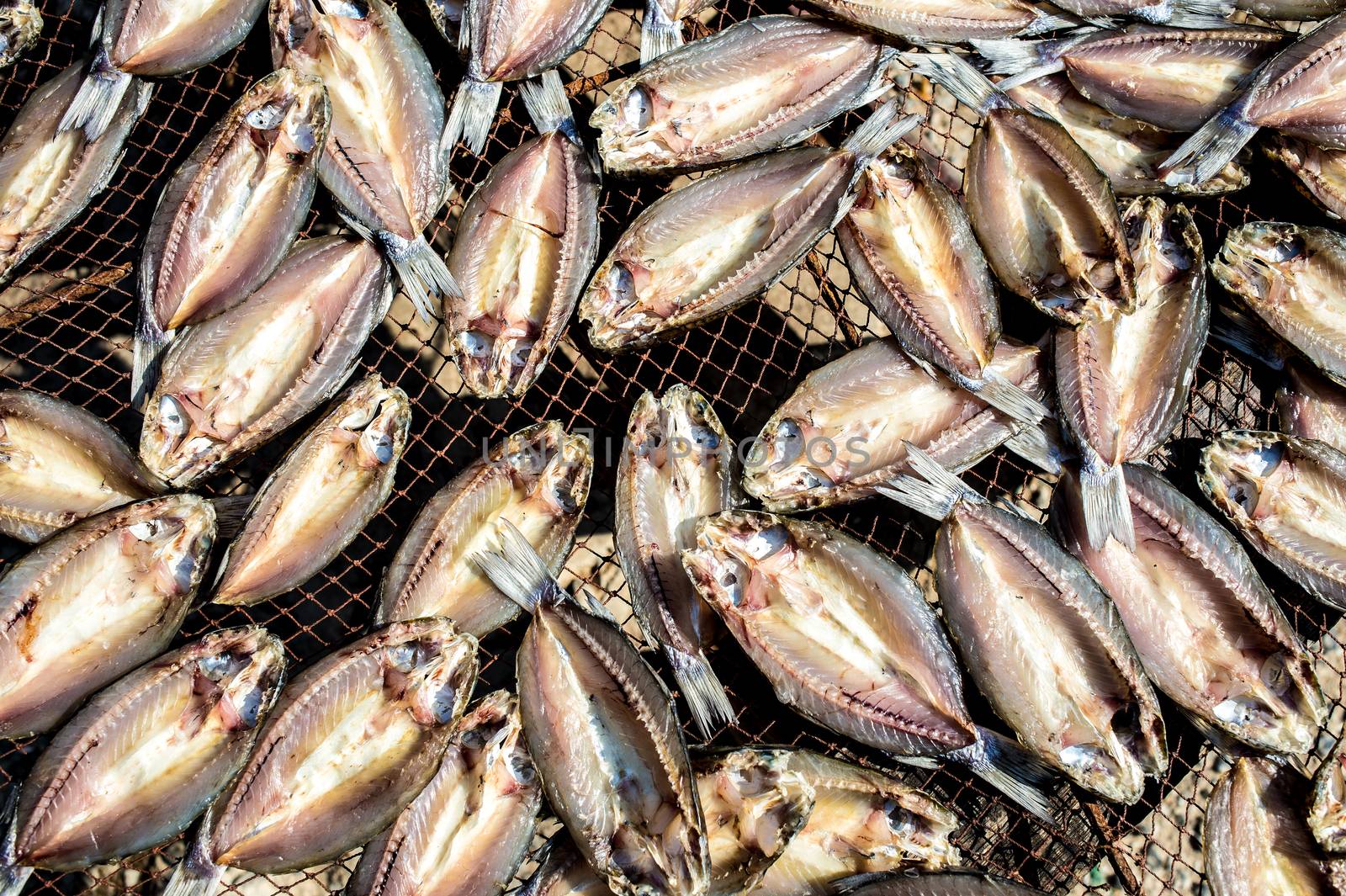 dry out fishes on net in sunny day