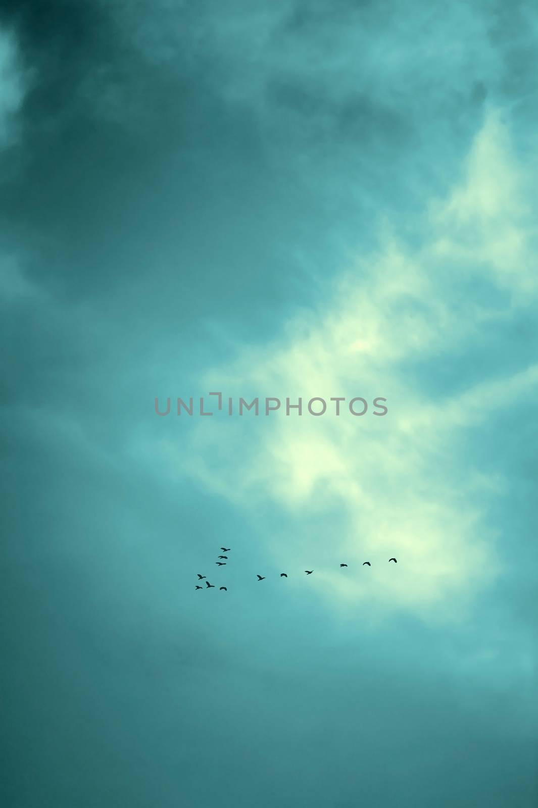 Lucky no. birds flying in sky, vintage. by hkt83000