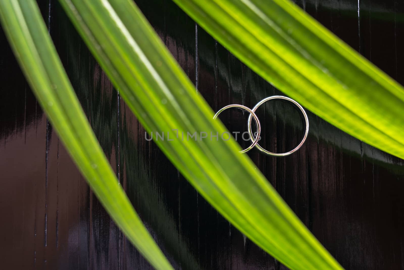 Wedding rings on black wood table with palm leaf foreground. selective focus.