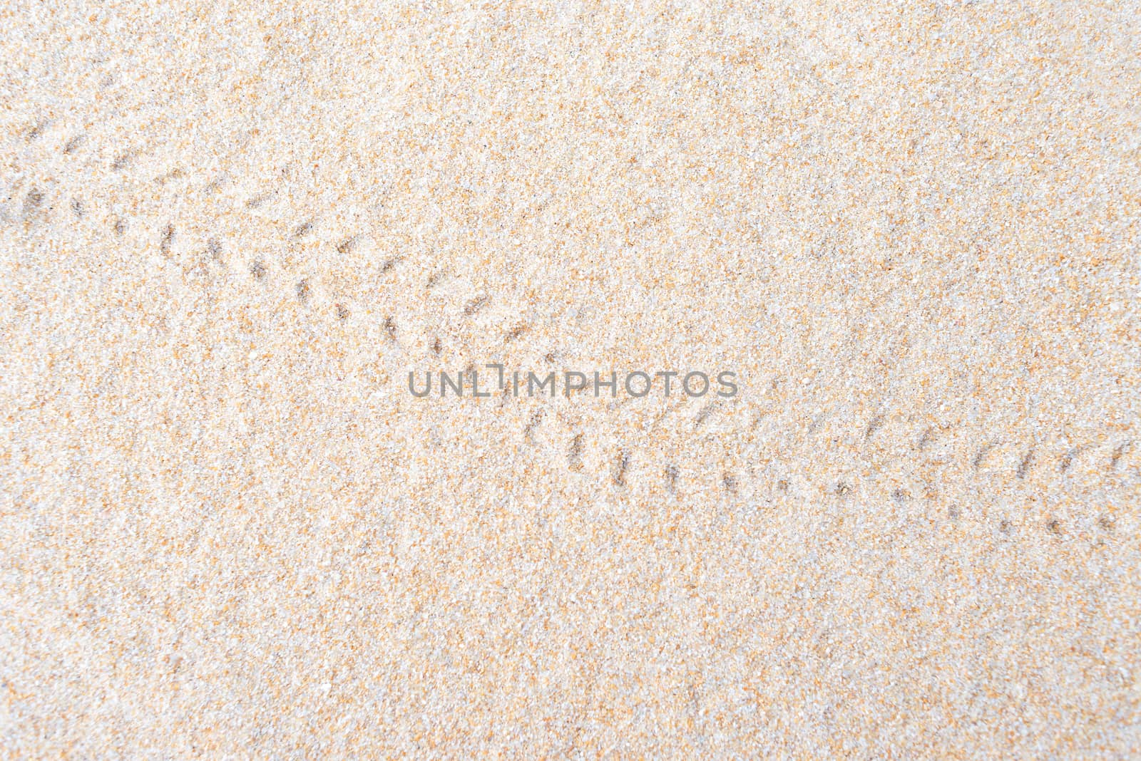 Hermit crab footprints on the sand