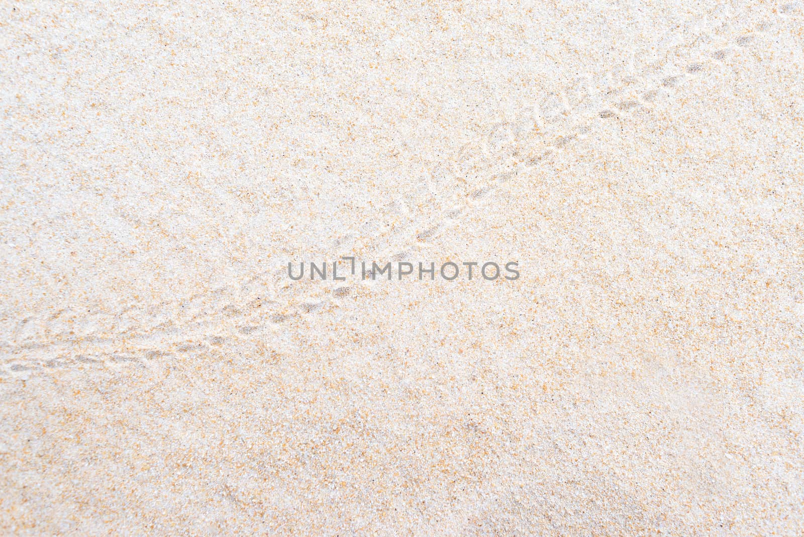 Hermit crab footprints on the sand