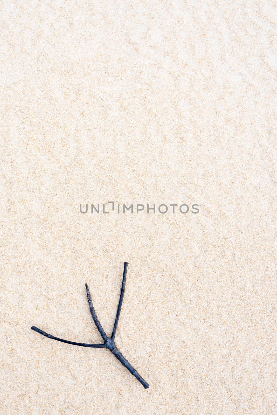 Twig on sand by hkt83000