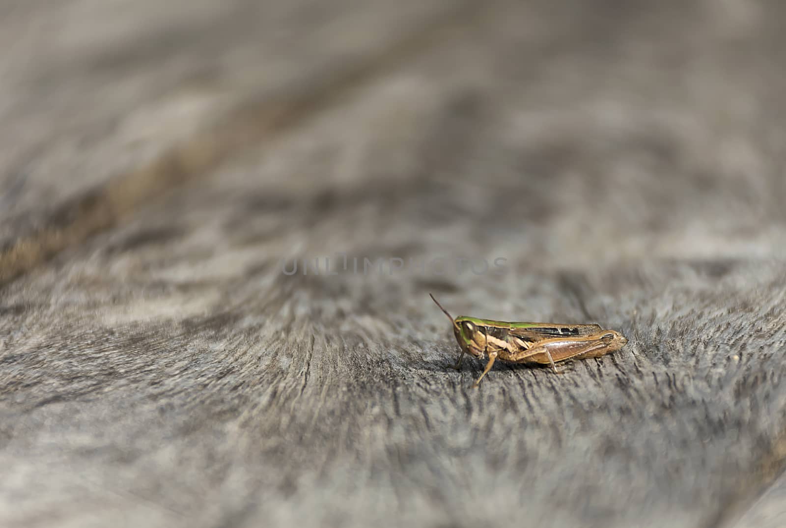 close up grasshopper (Chorthippus albomarginatus) on wood.