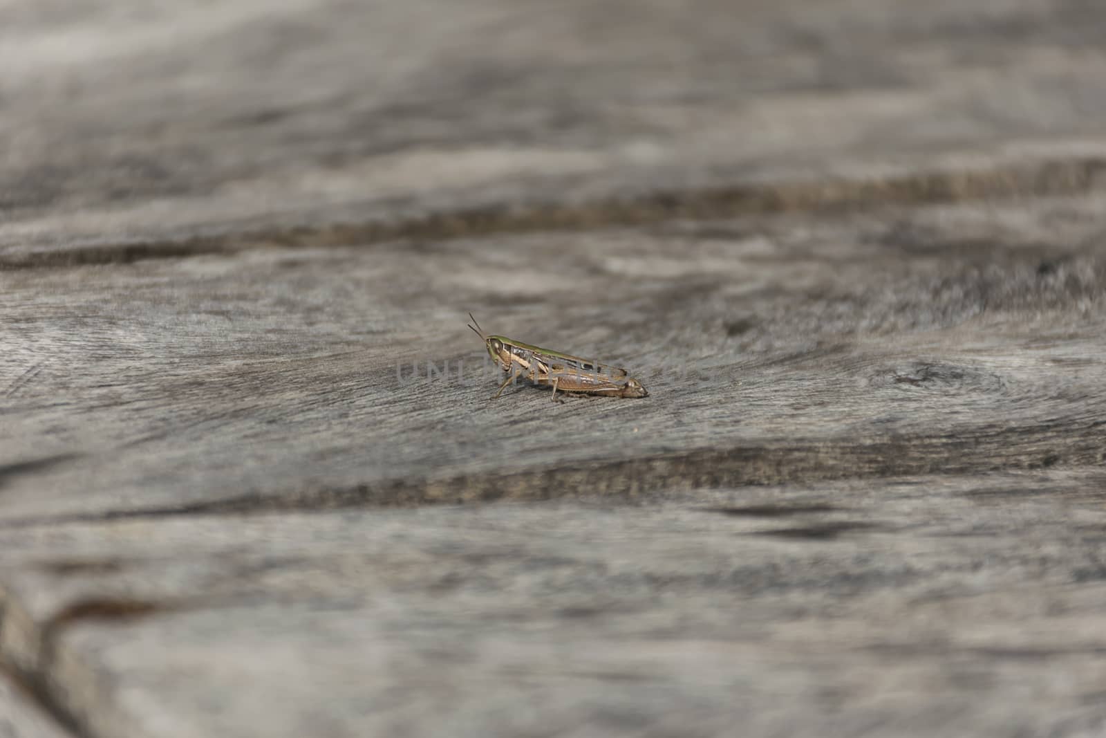 close up grasshopper (Chorthippus albomarginatus) on wood.