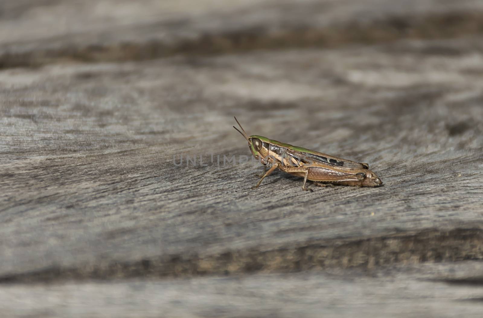 close up grasshopper (Chorthippus albomarginatus) on wood.