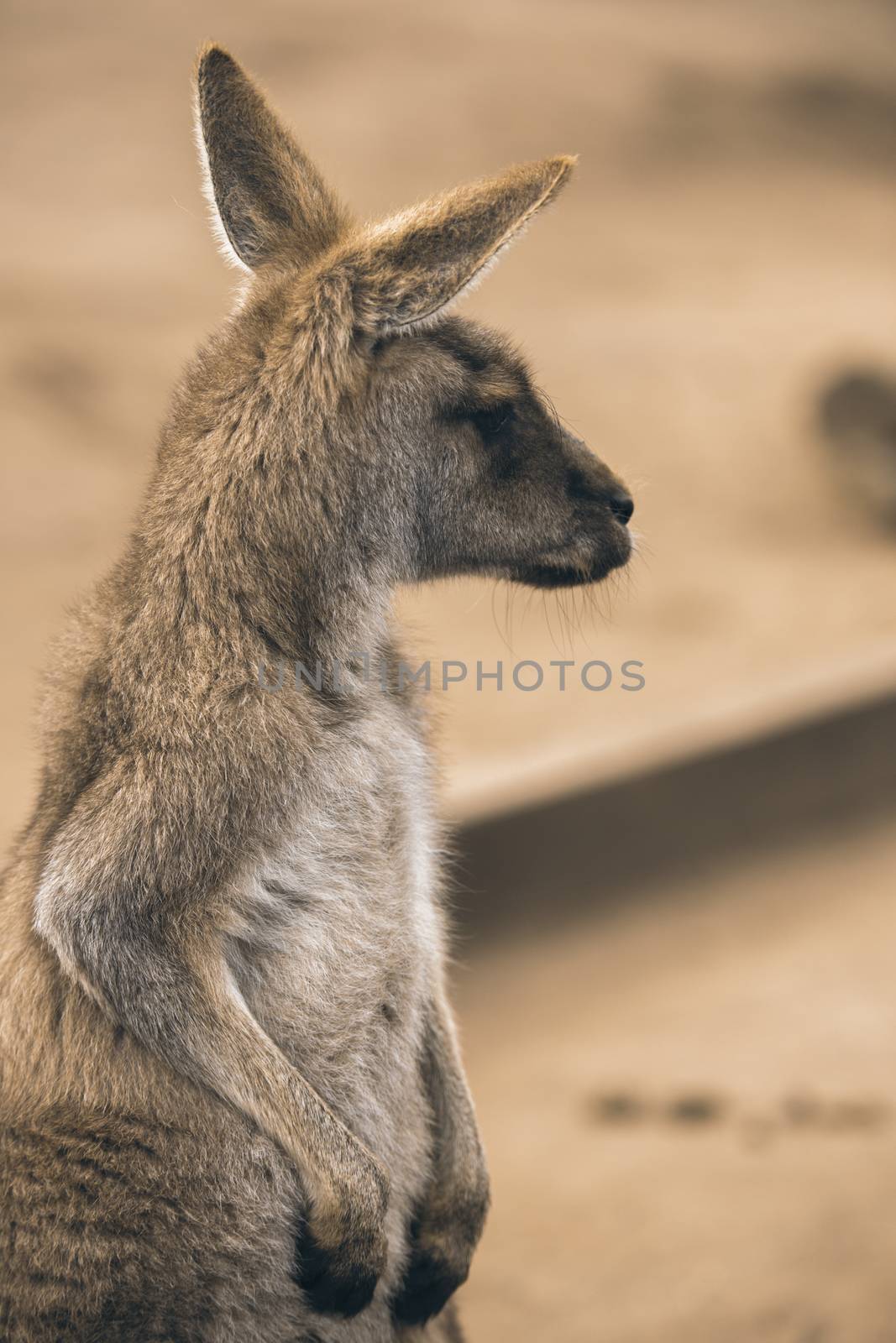 Kangaroo outside by artistrobd