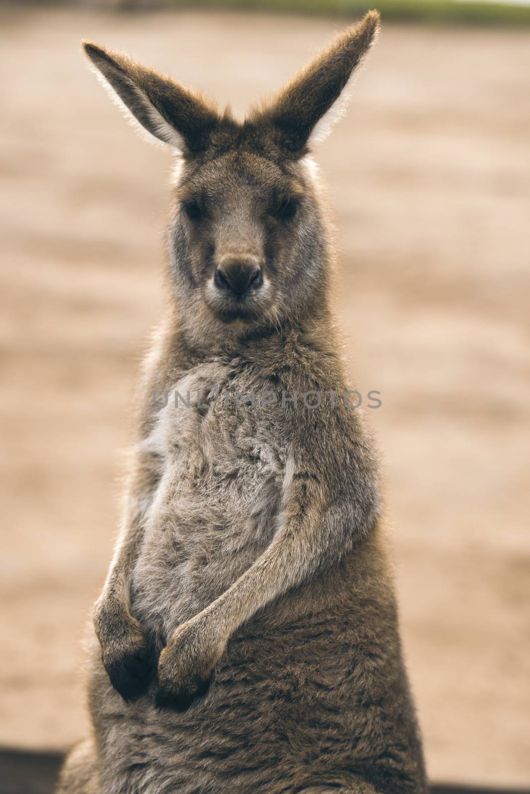 Kangaroo outside by artistrobd
