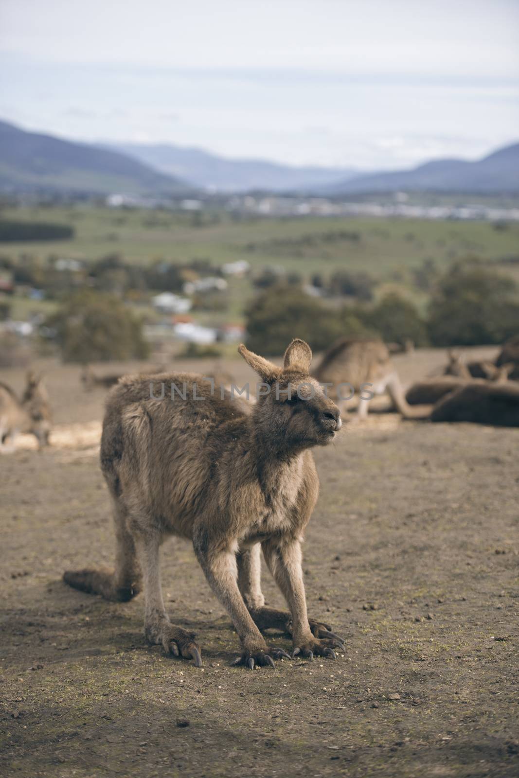 Kangaroo outside by artistrobd