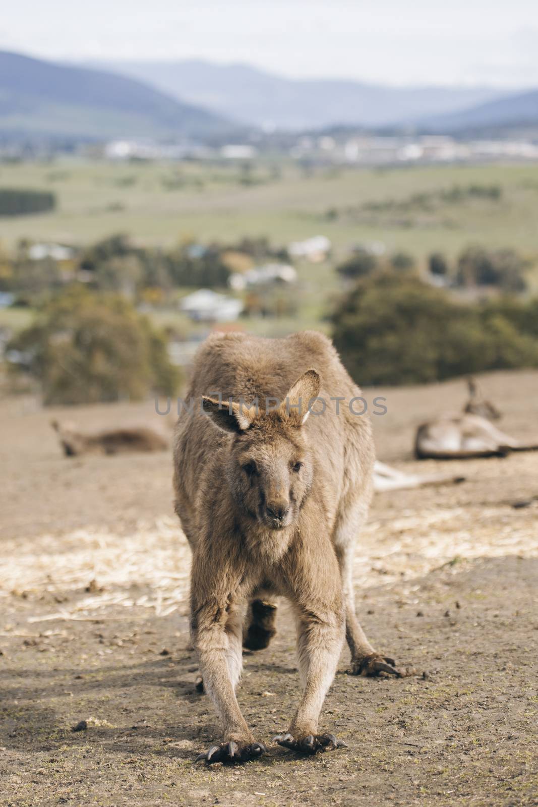 Kangaroo outside by artistrobd