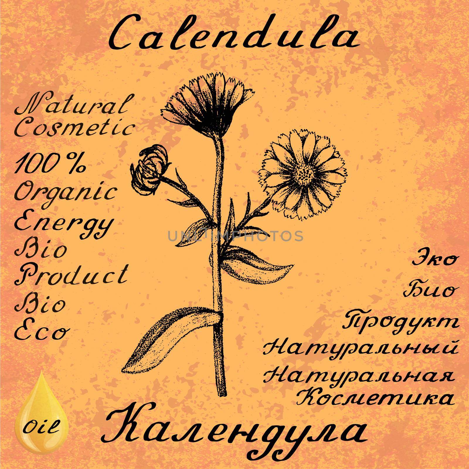 Calendula hand drawn sketch botanical illustration by Julia_Faranchuk