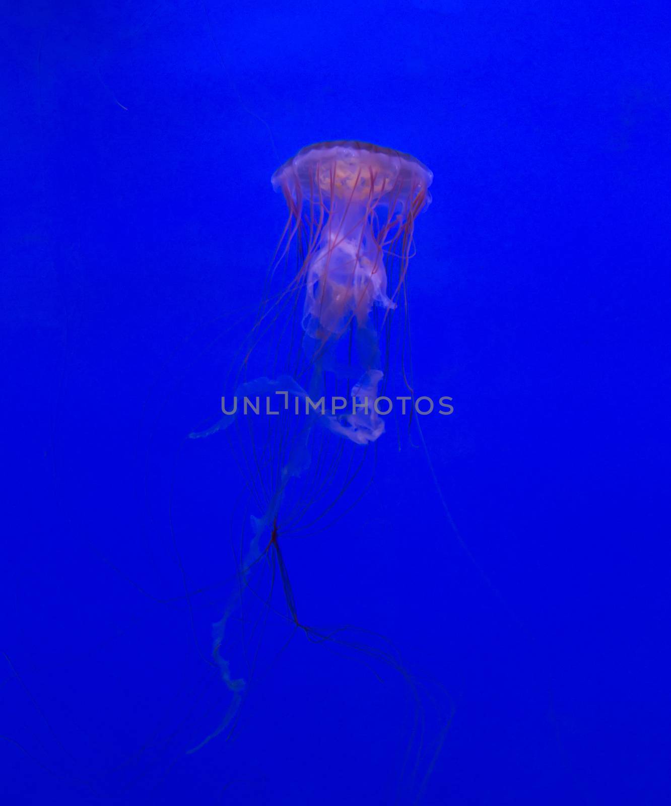 medusa jellyfish underwater diving photo egypt red sea