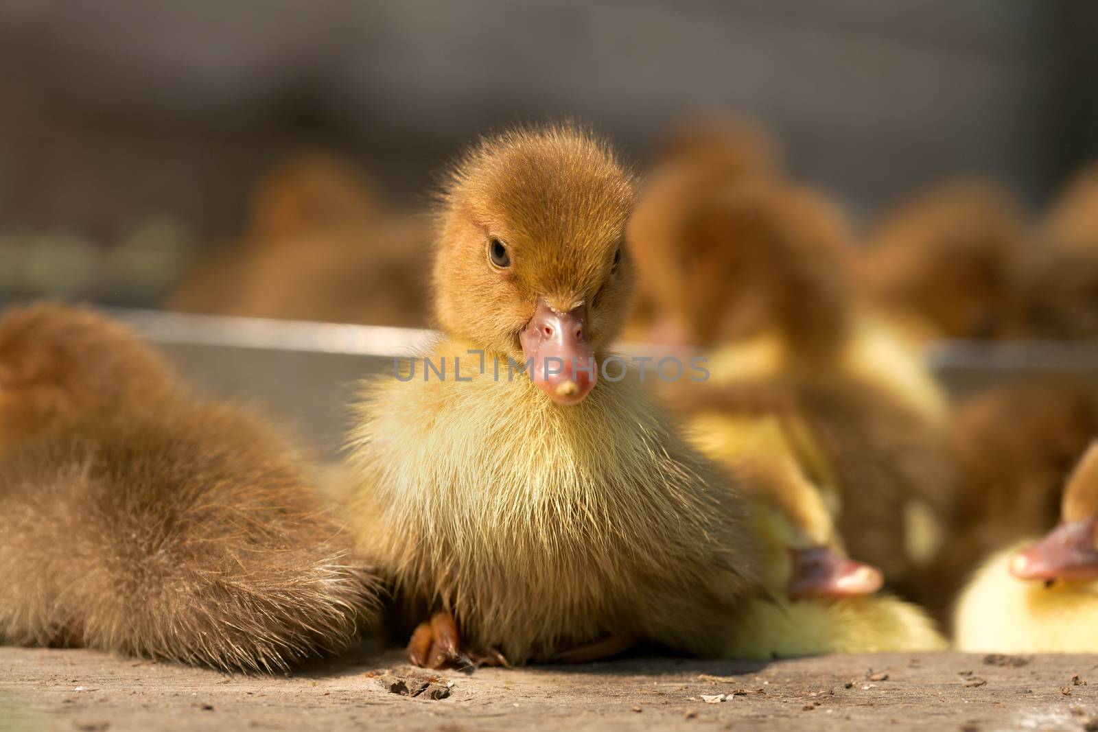 Musk duck ducklings by Goruppa