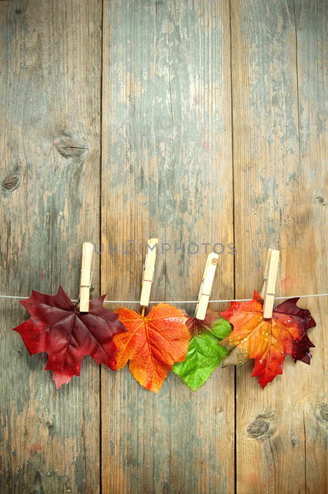 Autumn leaves hanging on a clothes line with pegs against a wooden background