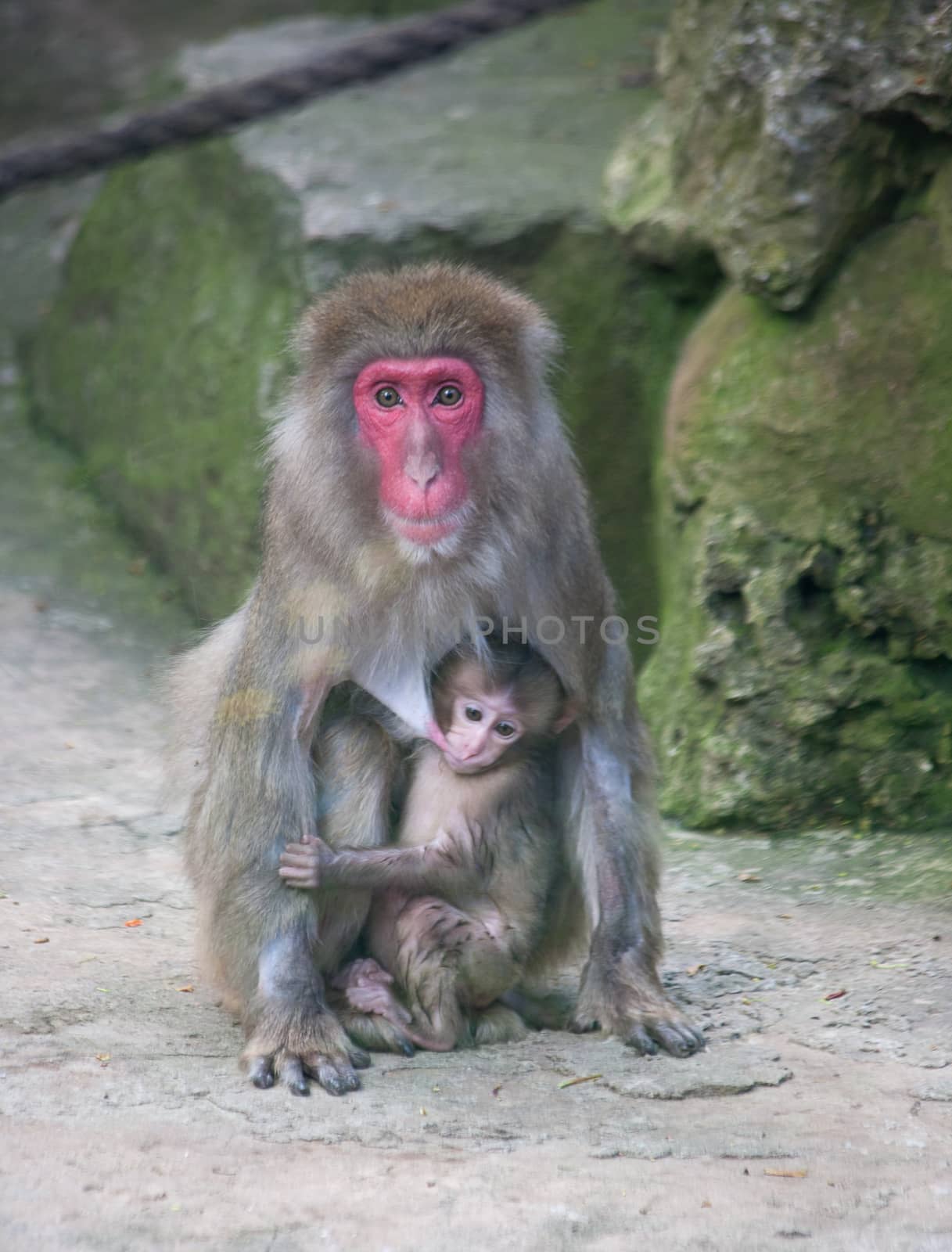 baby monkey with mother monkey zoo Africa mammal animal