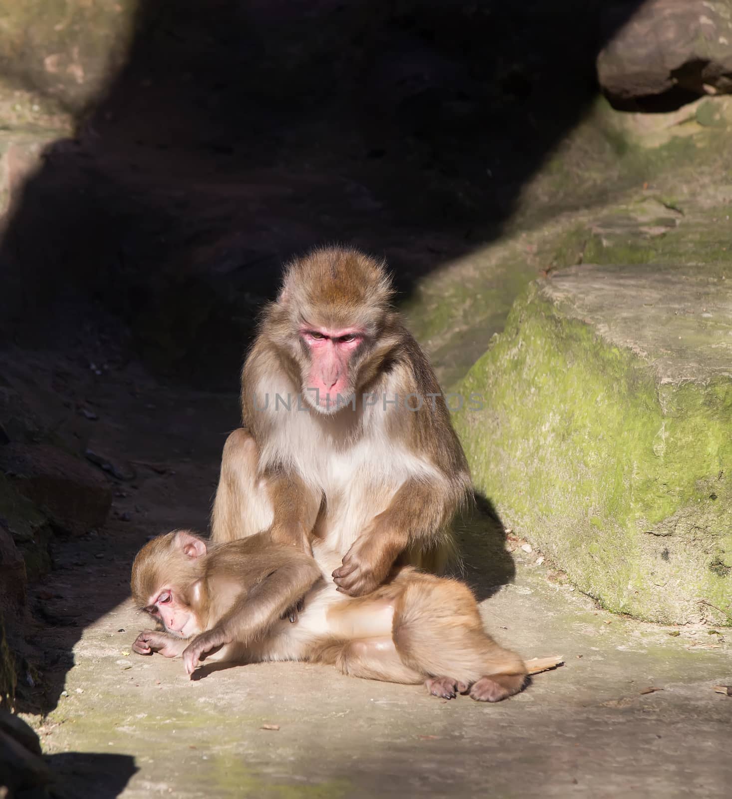monkey zoo Africa mammal animal