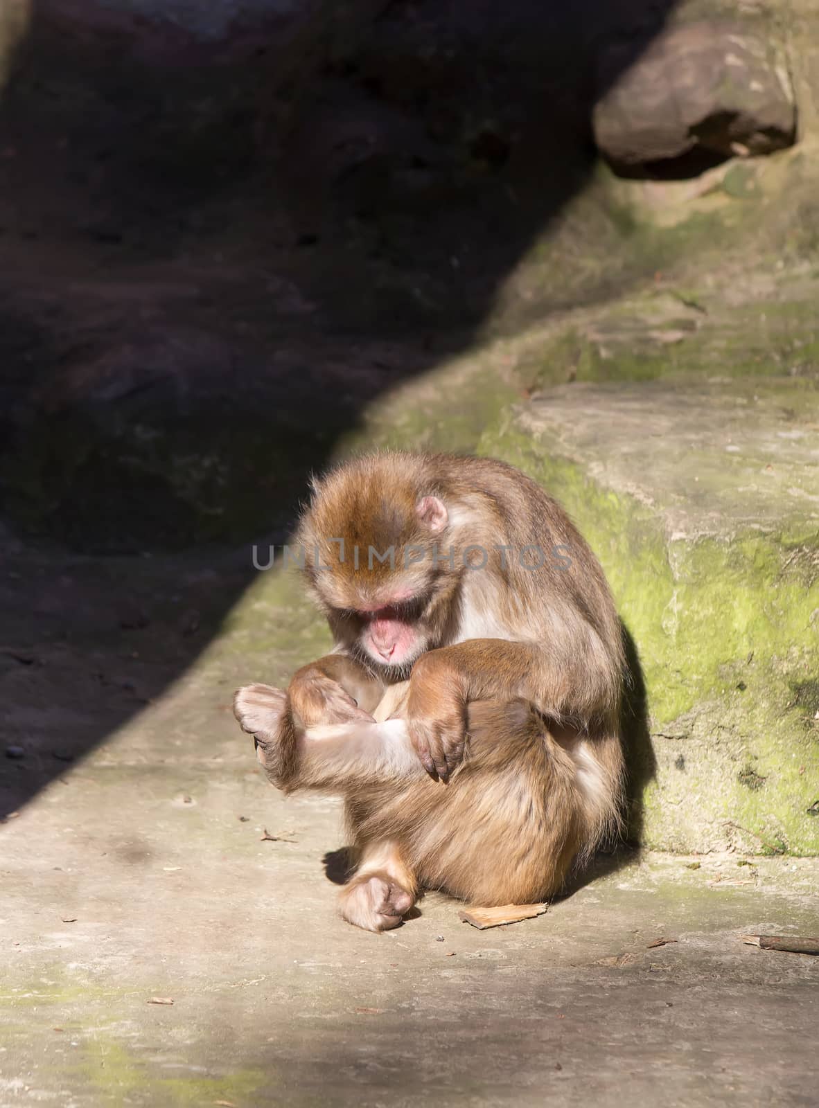 monkey zoo Africa mammal animal