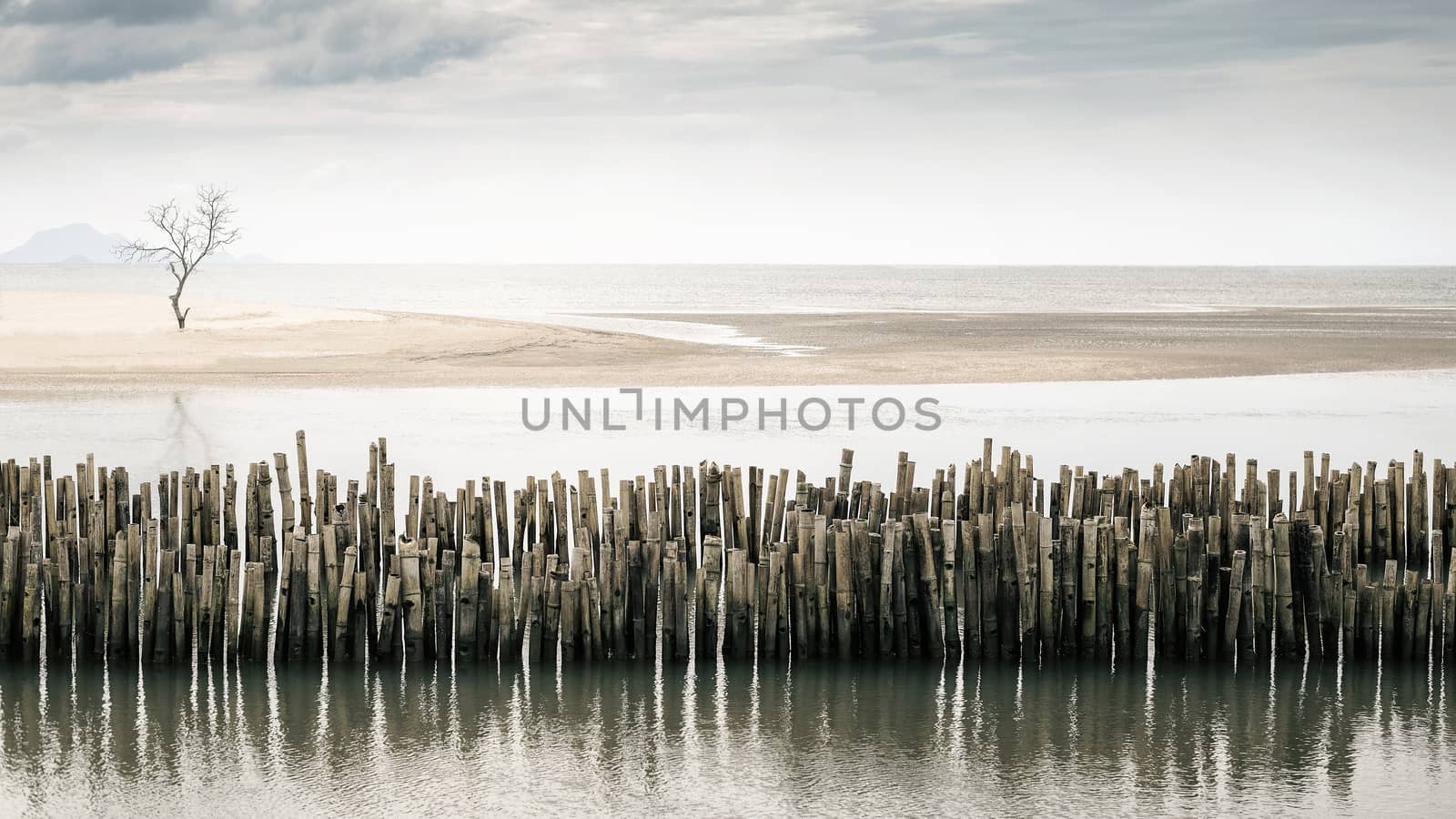 Dying tree stands alone on the beach by hkt83000