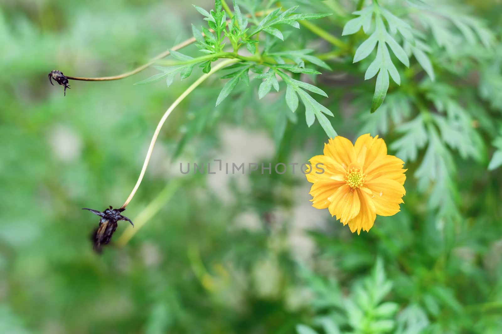 Freshly and died yellow Cosmos flowers on green leafs background. Selective focus.