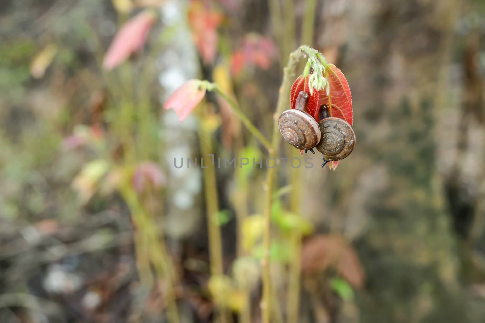 Snails are breeding on red leafs. Selective focus. by hkt83000