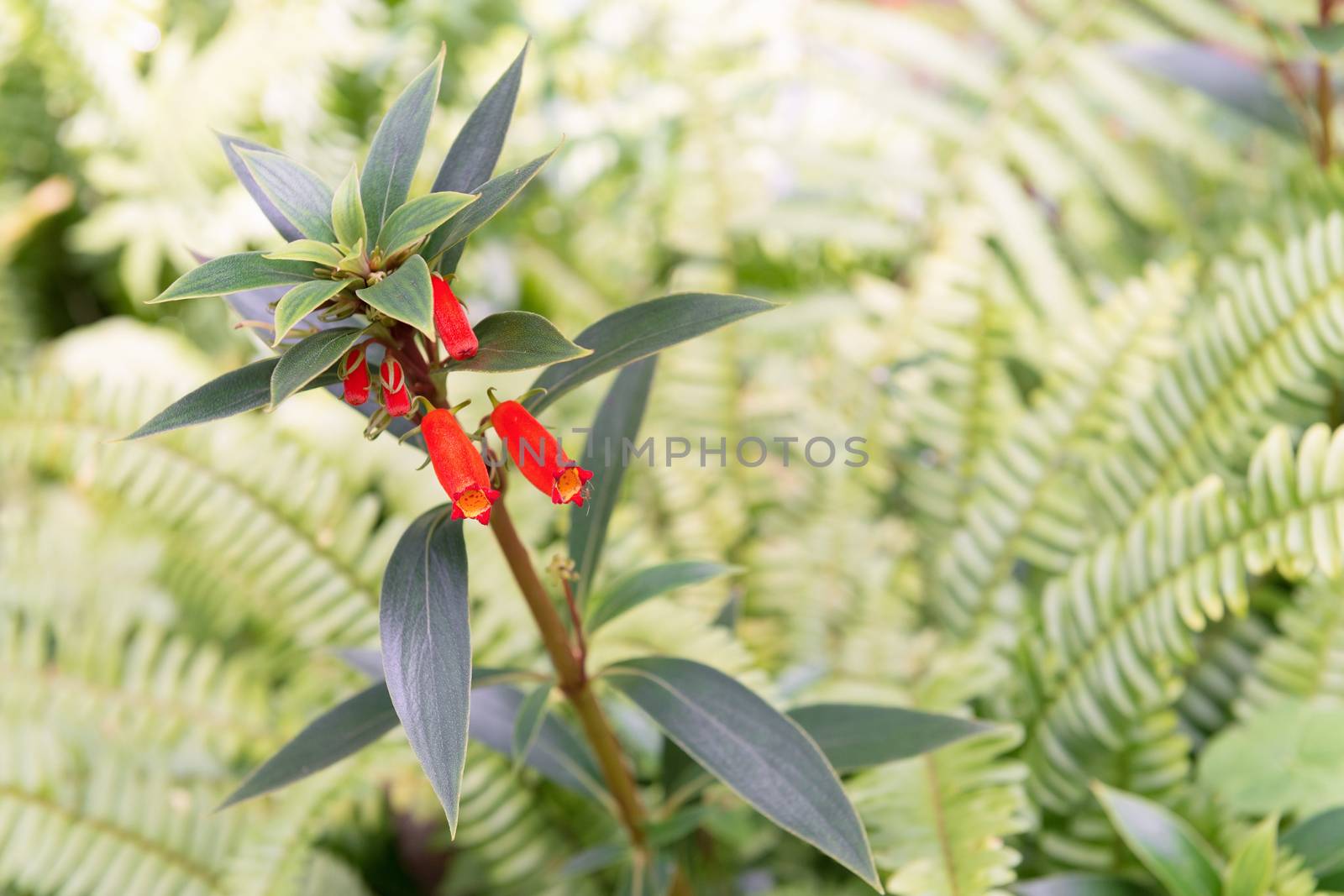 Firecracker penstemon flower in the garden.