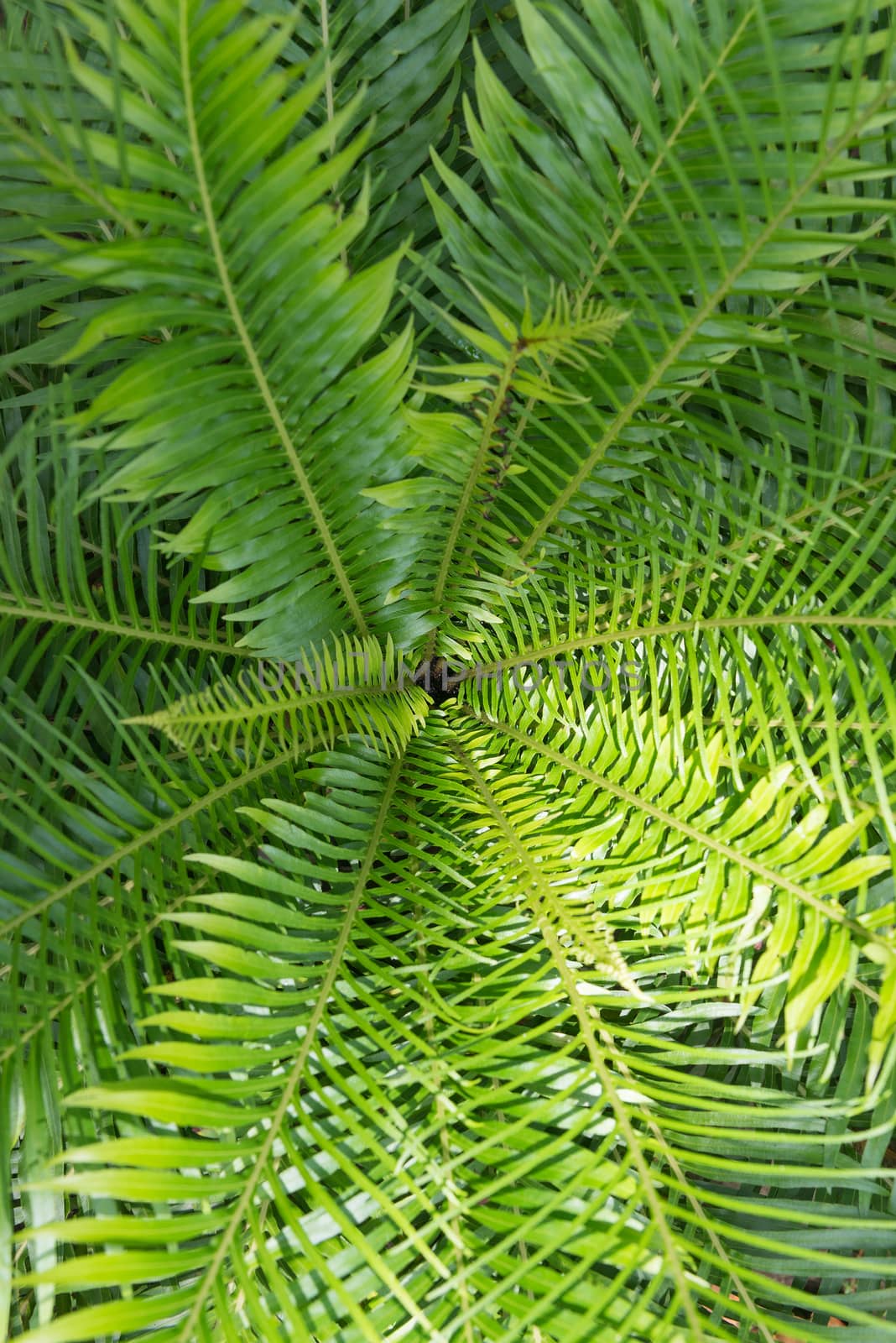 Top Circle roll Green leaf fern abstract background, Fern.