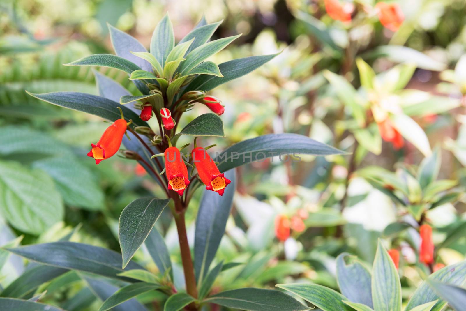 Firecracker penstemon flower in the garden.