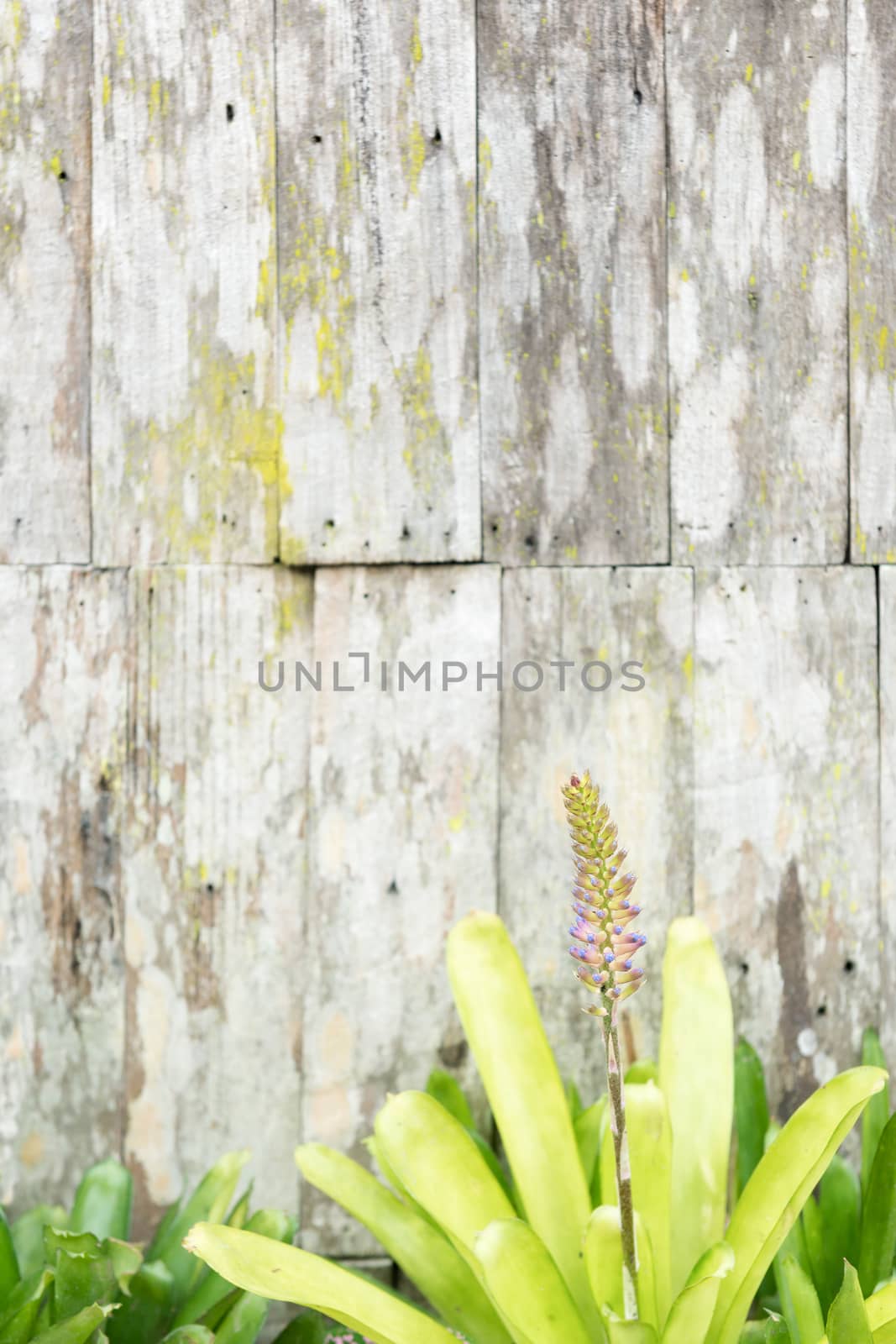 Floral on old wooden background with moss. Selective focus.