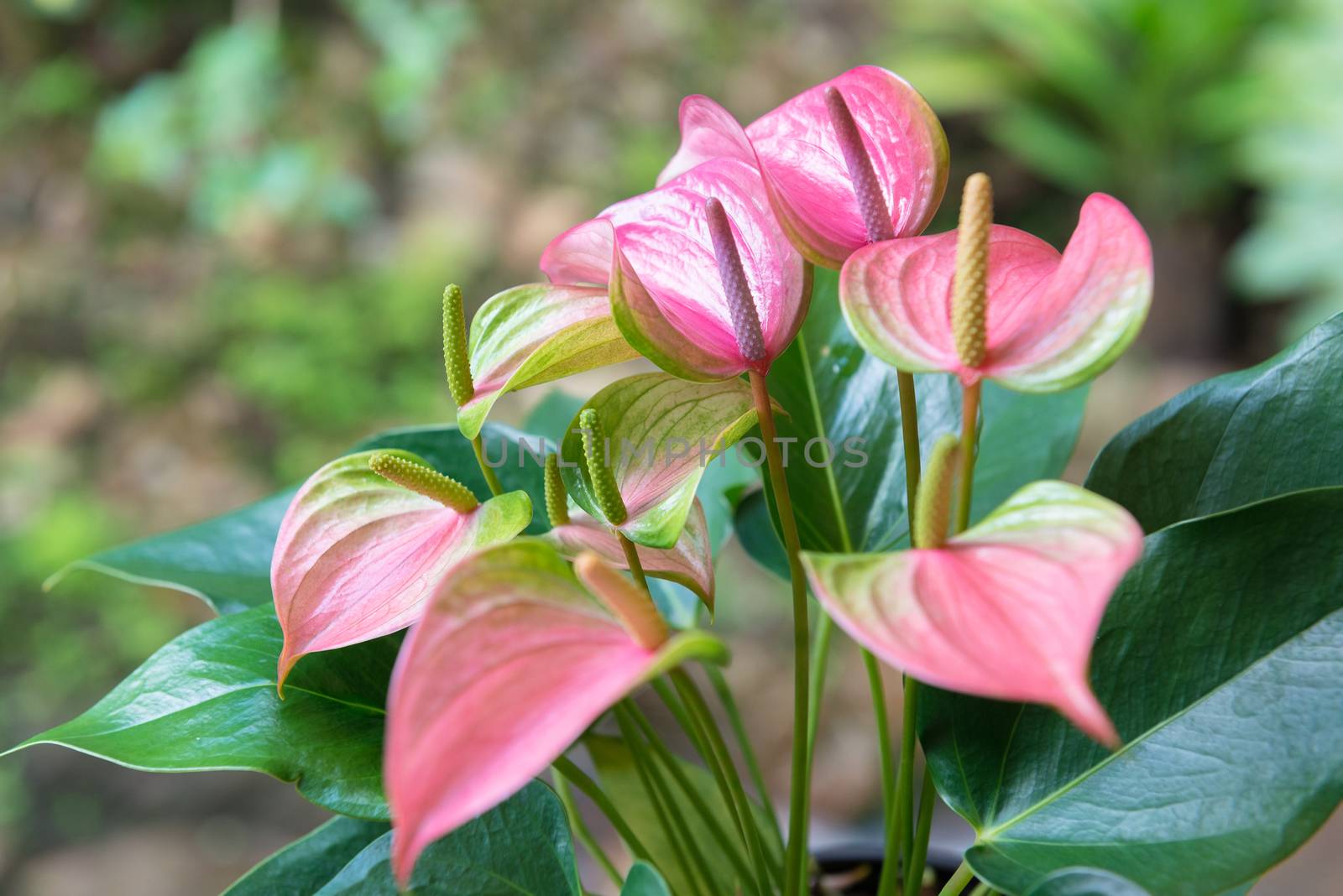 Beautiful pink spadix flower