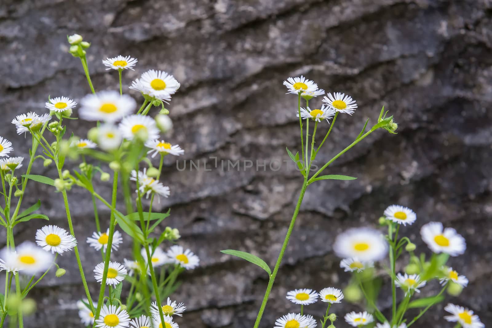 White flowers by hkt83000