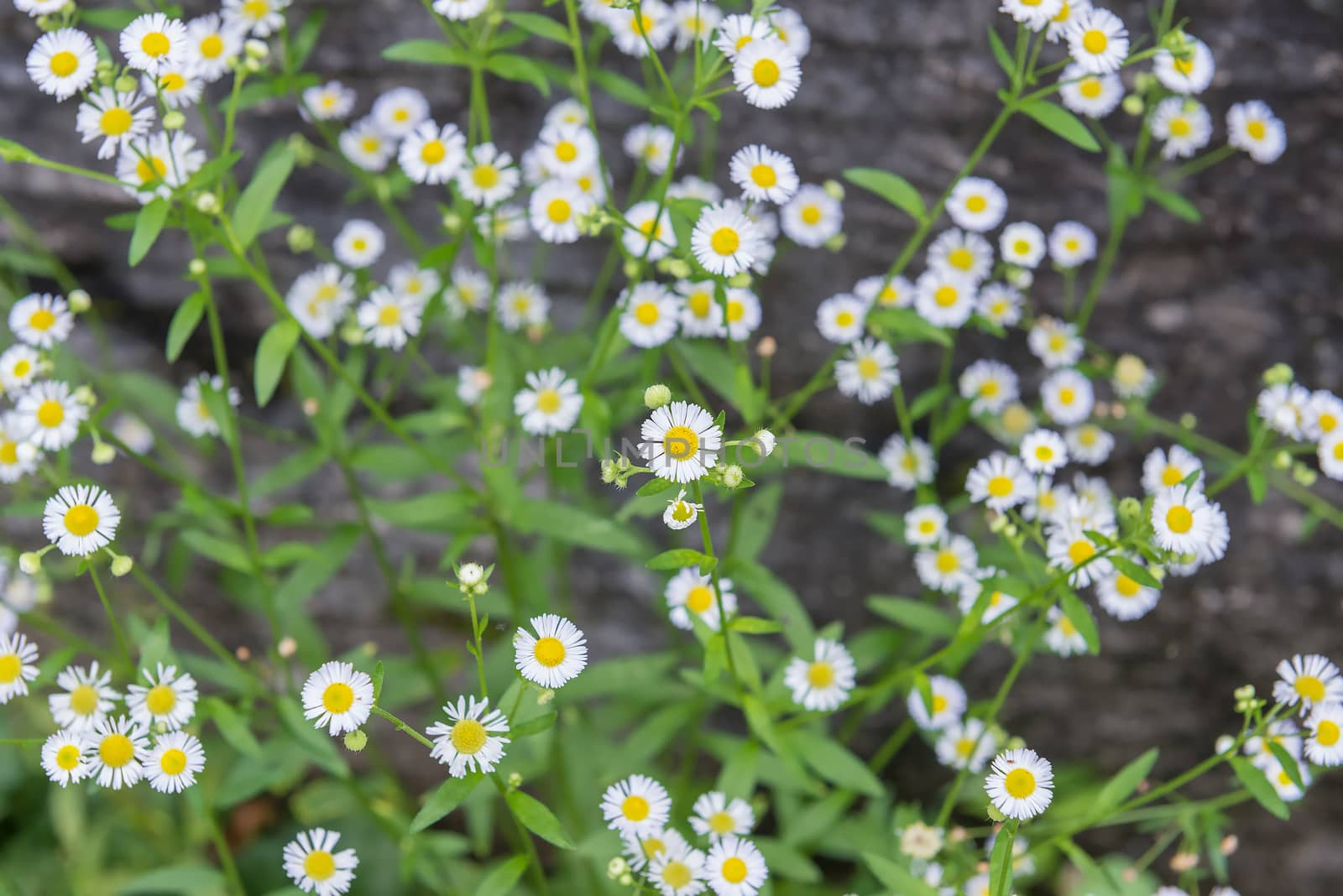 White flowers in the garden for background wallpaper