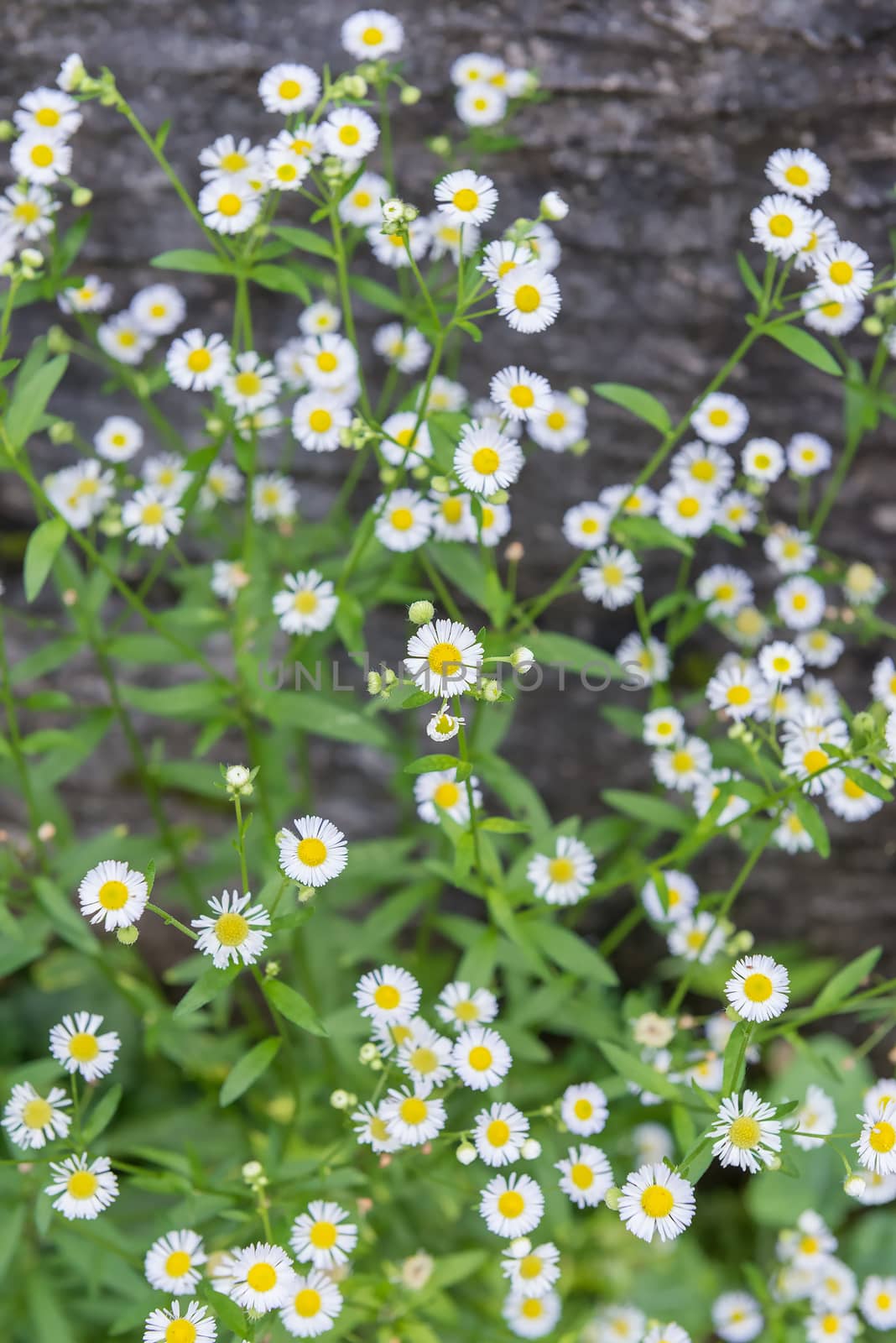 White flowers in the garden for background wallpaper