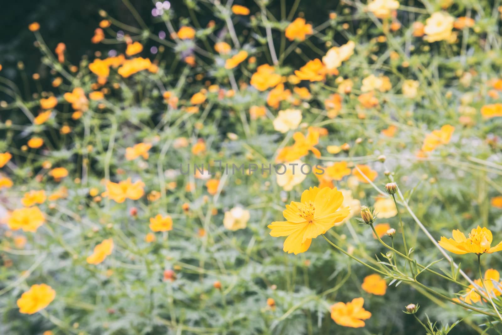 Cosmos plant with flowers in  the garden.