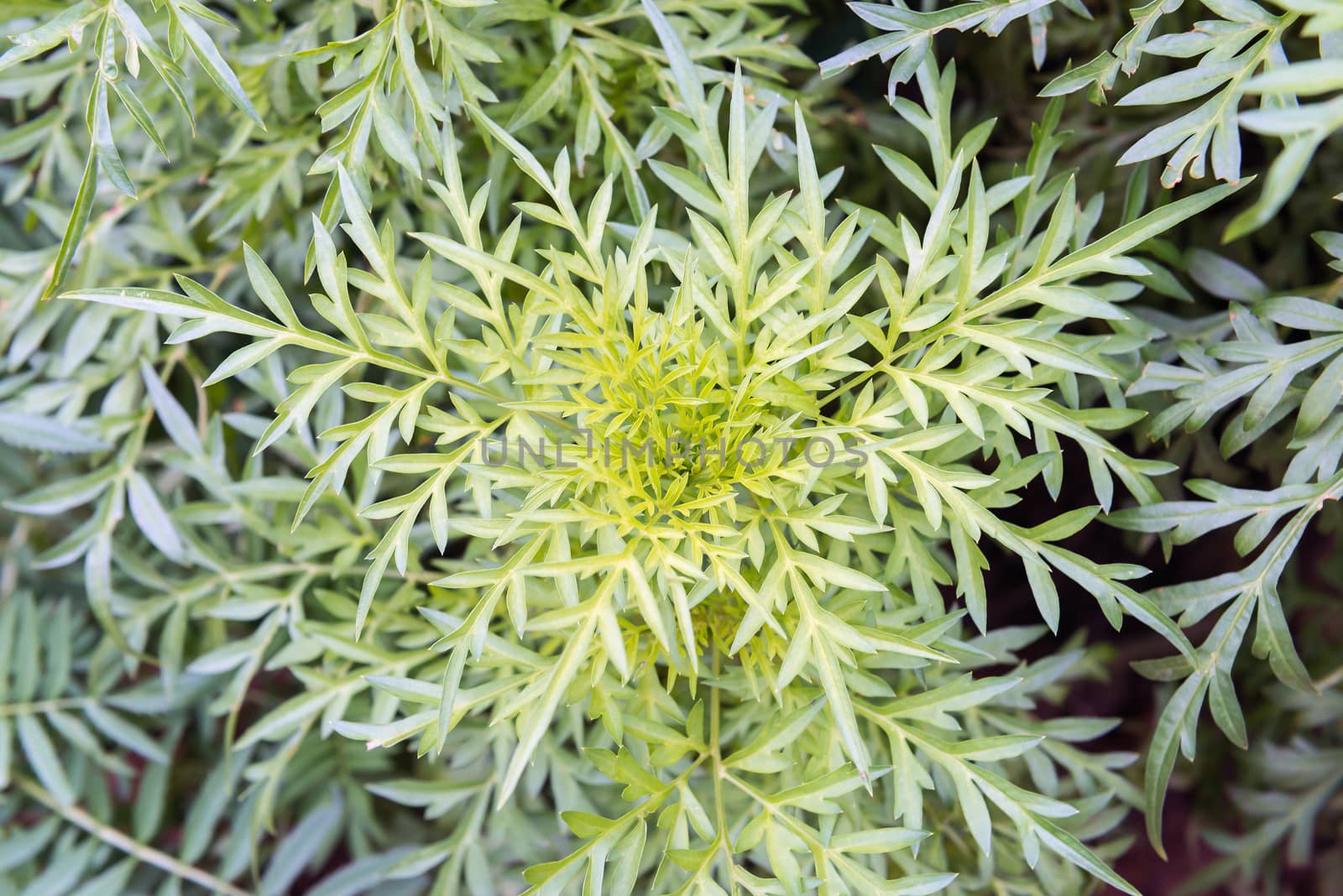 Cosmos plant on green garden background