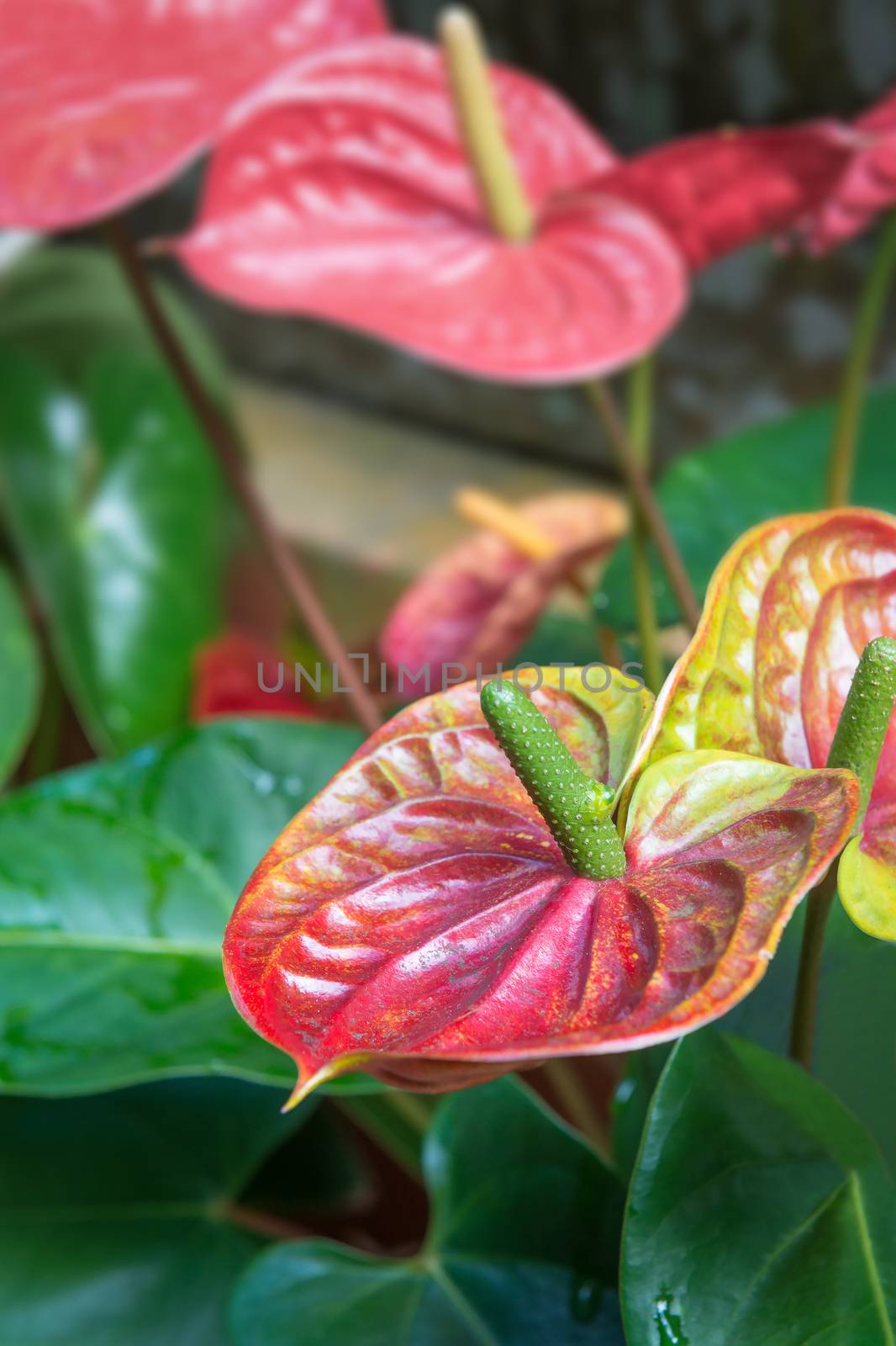 Beautiful spadix flower