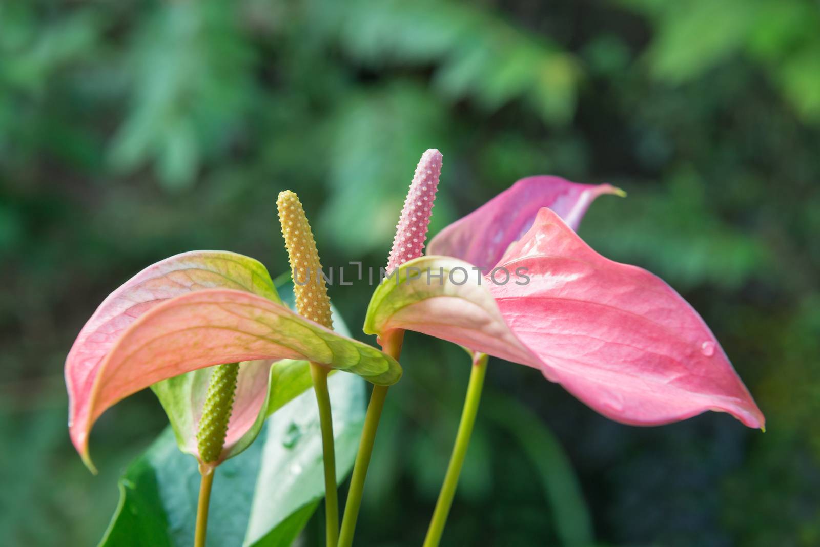 Beautiful spadix flower