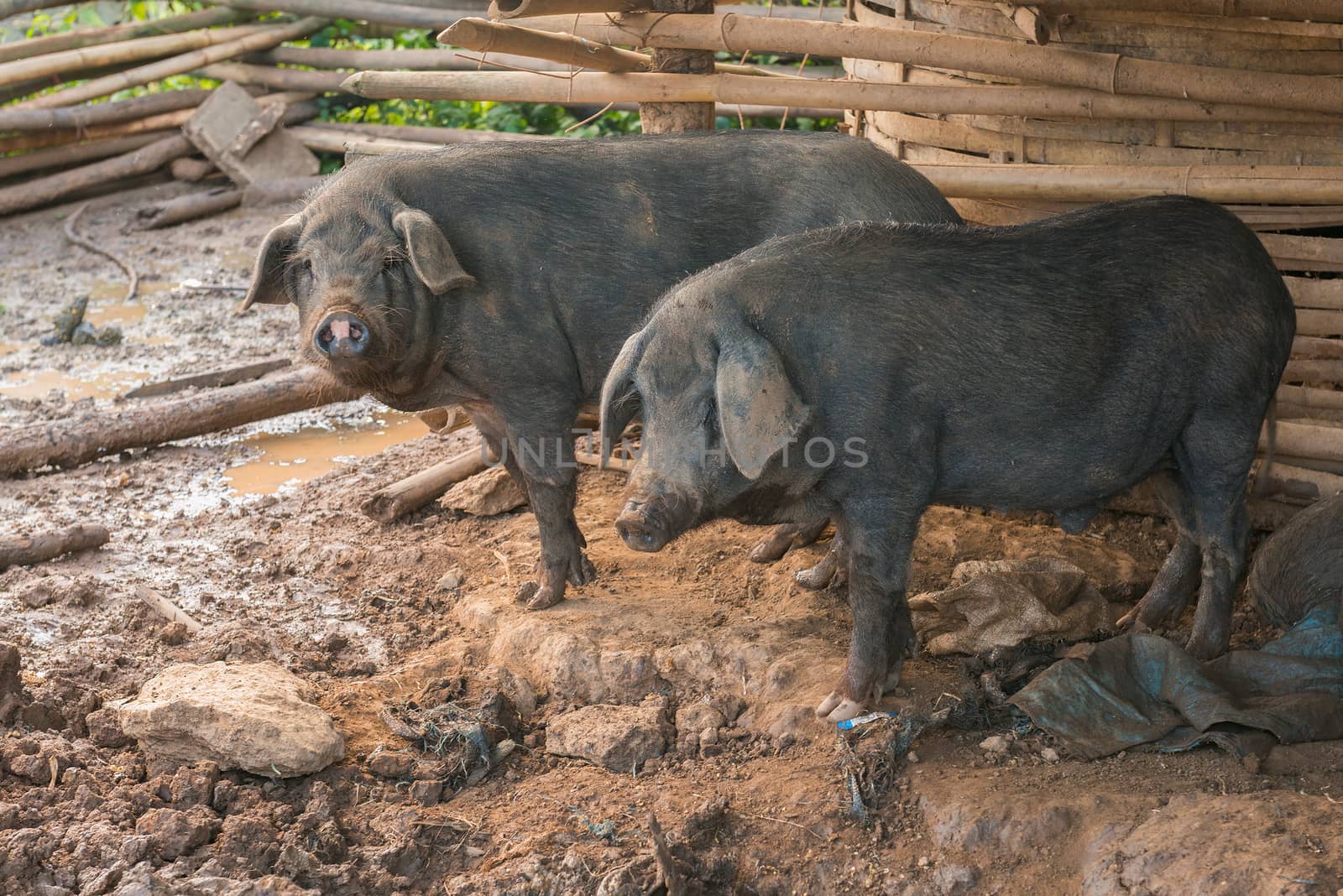 Black pigs in the pen.