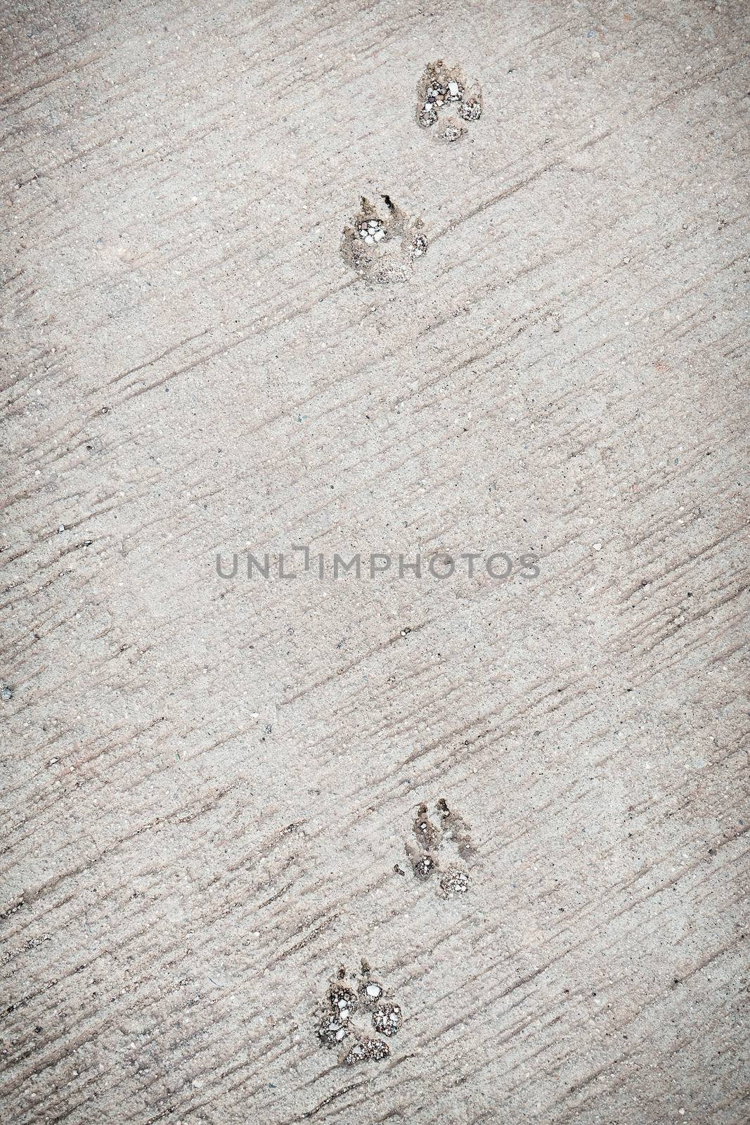 Dog foot print, this image have space for text. Vertical.