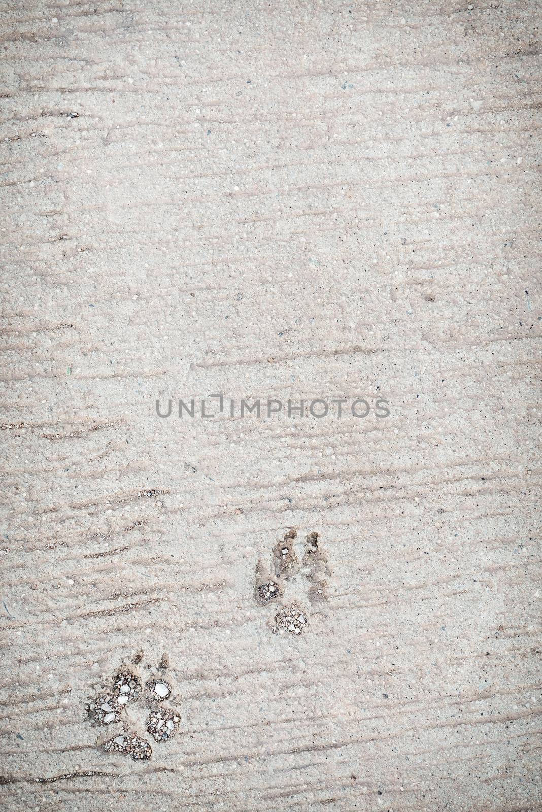 Dog foot print. by hkt83000