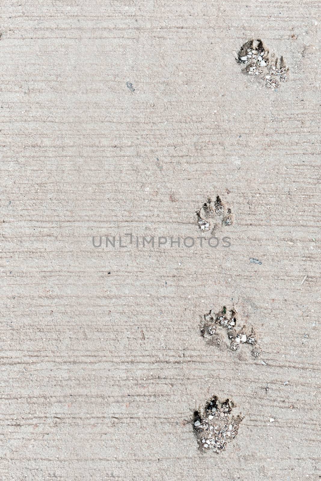 Dog foot print, this image have space for text. Vertical.