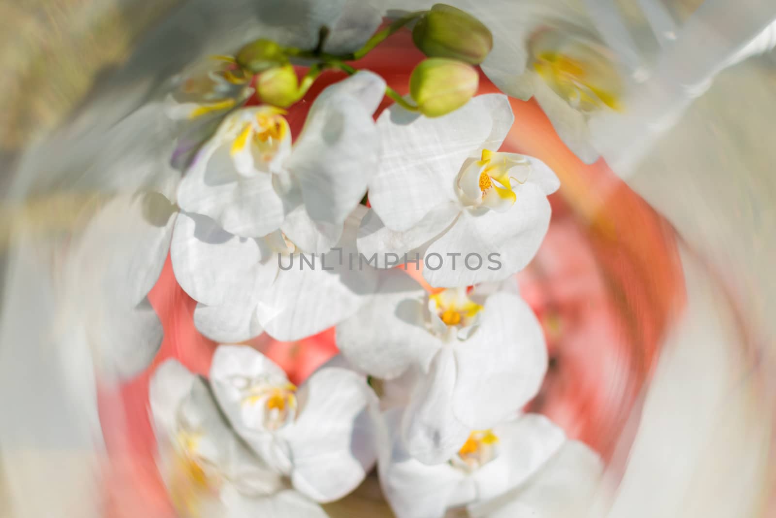 Close up of decoration white orchids in clear glass jars. by hkt83000