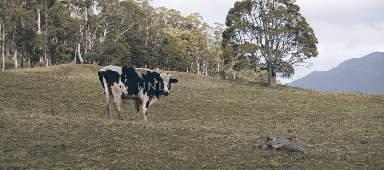 Holstein Fresian cow out in the paddock during the day in Tasmania, Australia