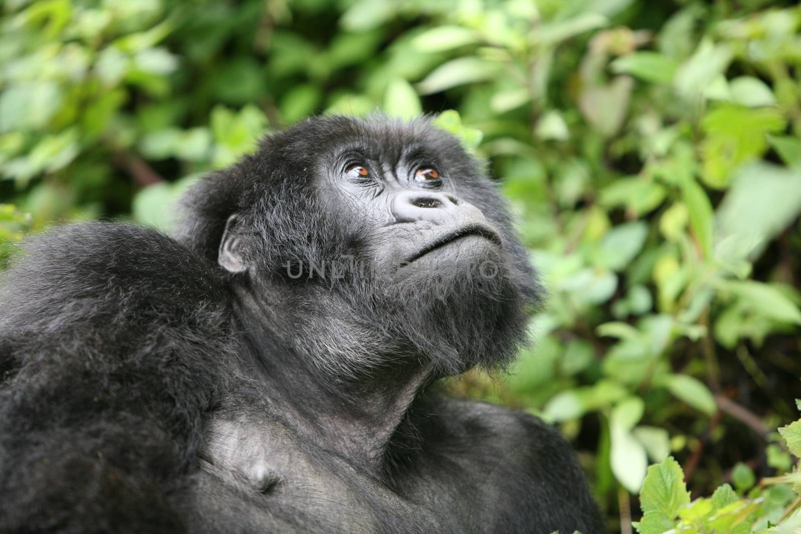 Wild Gorilla animal Rwanda Africa tropical Forest